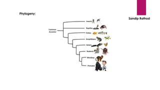 Embryoplogic Tree Embryological Evidences.pdf