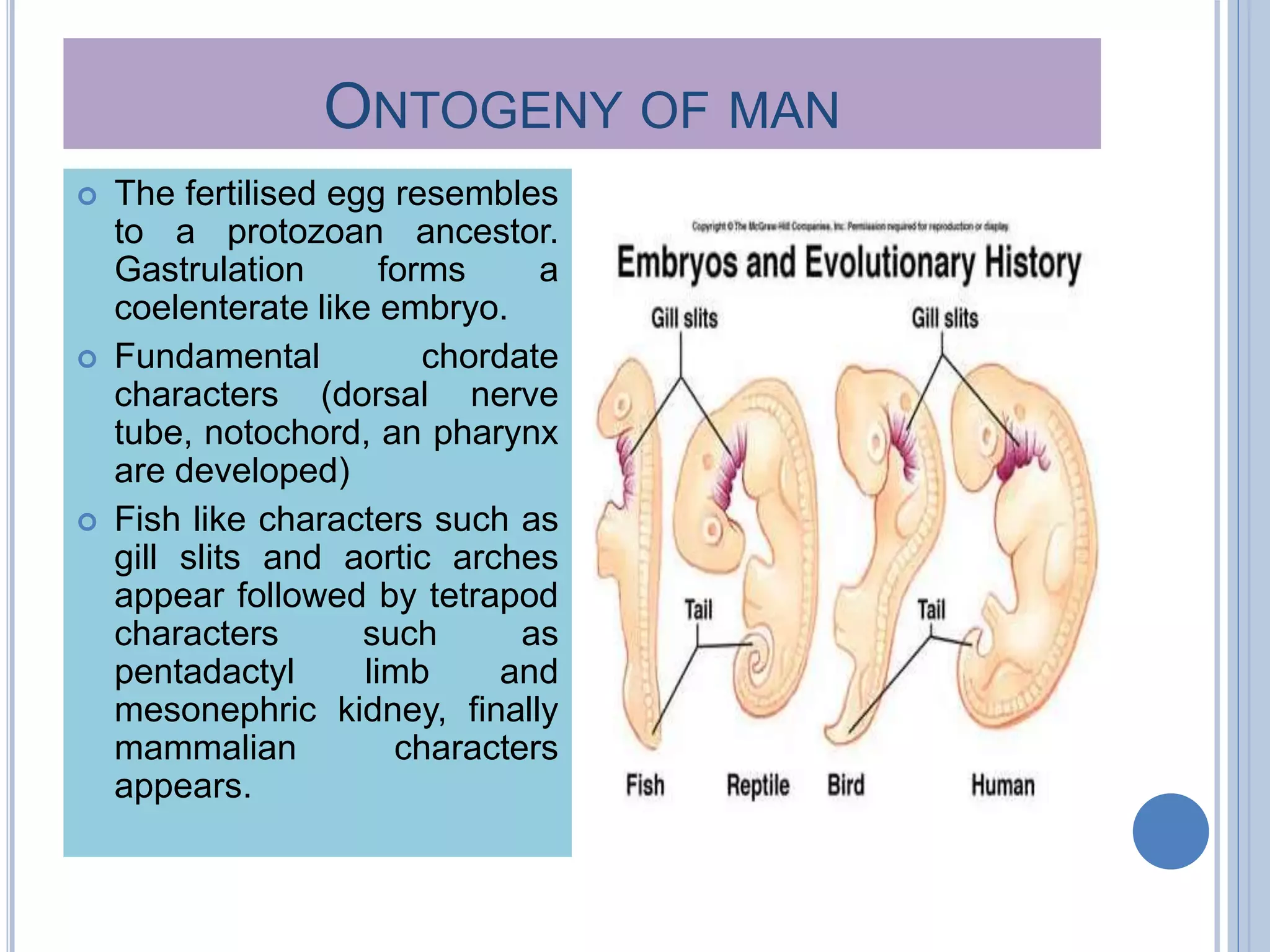 Embryological and physiological evidences of evolution | PPTX