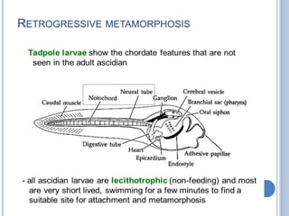 RETROGRESSIVE METAMORPHOSIS
 