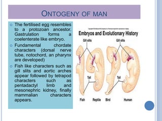 ONTOGENY OF MAN
 The fertilised egg resembles
to a protozoan ancestor.
Gastrulation forms a
coelenterate like embryo.
 Fundamental chordate
characters (dorsal nerve
tube, notochord, an pharynx
are developed)
 Fish like characters such as
gill slits and aortic arches
appear followed by tetrapod
characters such as
pentadactyl limb and
mesonephric kidney, finally
mammalian characters
appears.
 