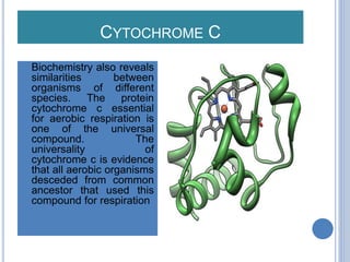 CYTOCHROME C
 Biochemistry also reveals
similarities between
organisms of different
species. The protein
cytochrome c essential
for aerobic respiration is
one of the universal
compound. The
universality of
cytochrome c is evidence
that all aerobic organisms
desceded from common
ancestor that used this
compound for respiration
 