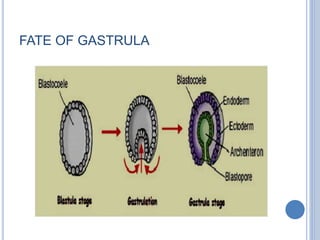 FATE OF GASTRULA
 