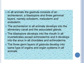  In all animals the gastrula consists of an
archenteron, a blastopore and three germinal
layers, namely ectoderm, mesoderm and
endoderm.
 The archenteron in all animals develops into the
alimentary canal and the associated glands.
 The blastopore develops into the mouth in all
invertebrates except echinoderms and it develops
into the anus in all chordates and echinoderms.
 The three germ layers of gastrula develop into
same type of organs and organ systems in all
animals.
 