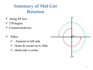 Normal Ob Gut Rotation Embryologic basis of GIT malformation | PPTX