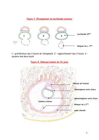 2 eme Semaine Du Developpement Embryonnaire PDF 2 eme Semaine Du Developpement Embryonnaire PDF