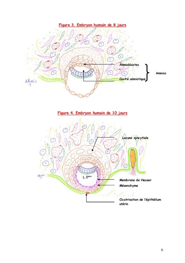 Dissertation l embryon humain