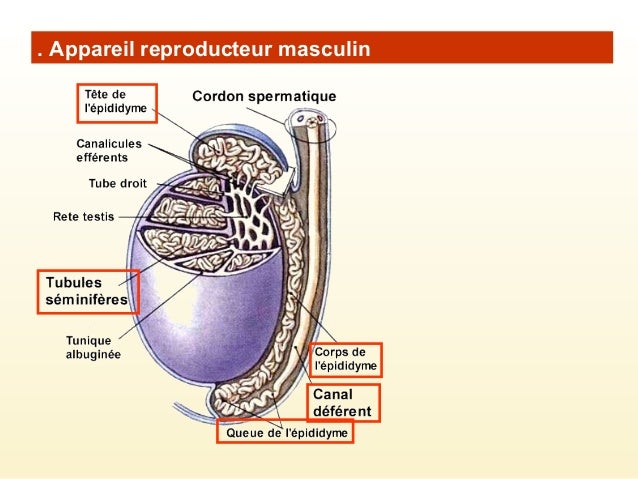 Physiologie De L Appareil G nital Masculin WWFJOO Physiologie De L Appareil G nital Masculin WWFJOO