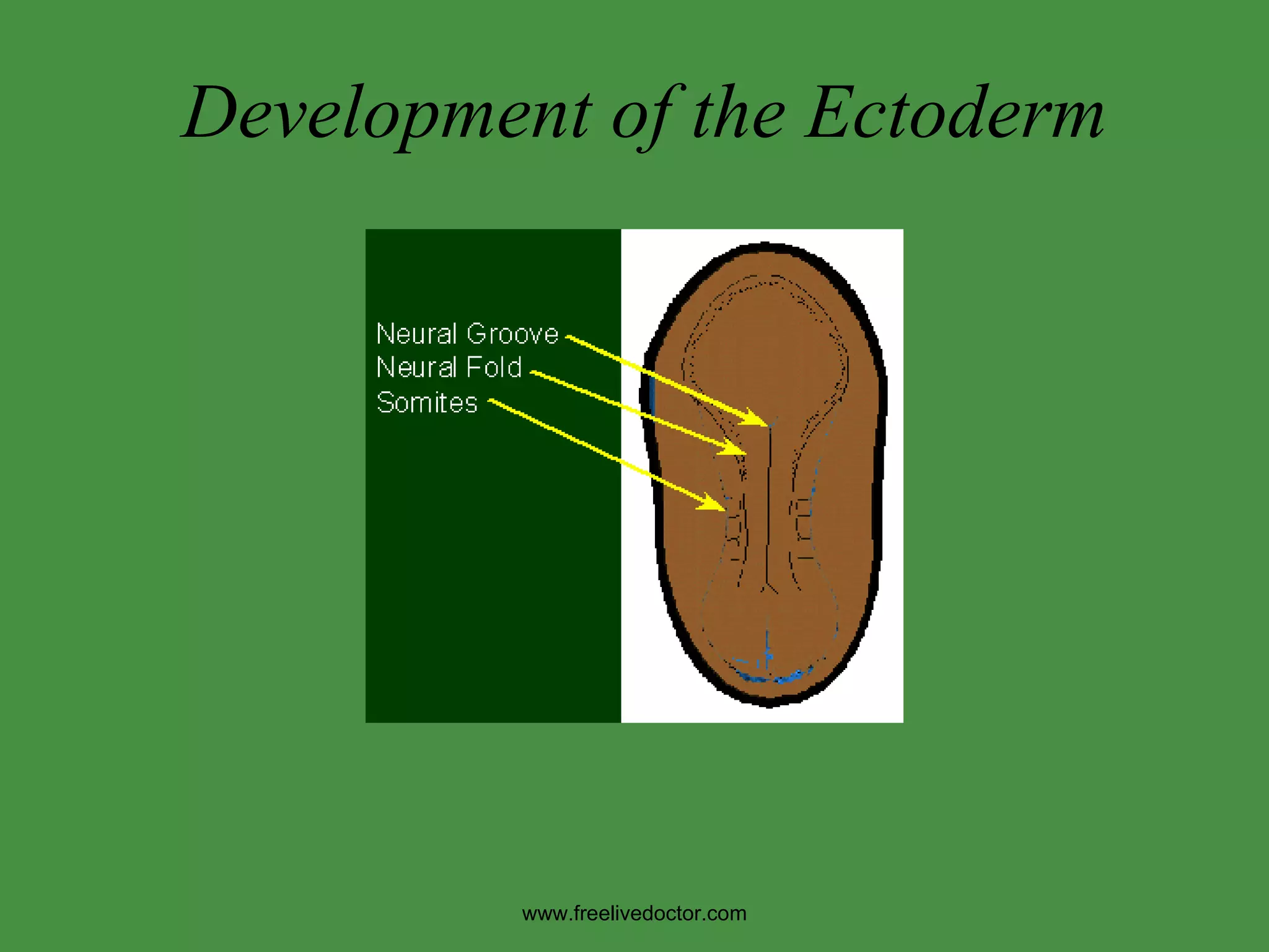 Development of the Ectoderm www.freelivedoctor.com 