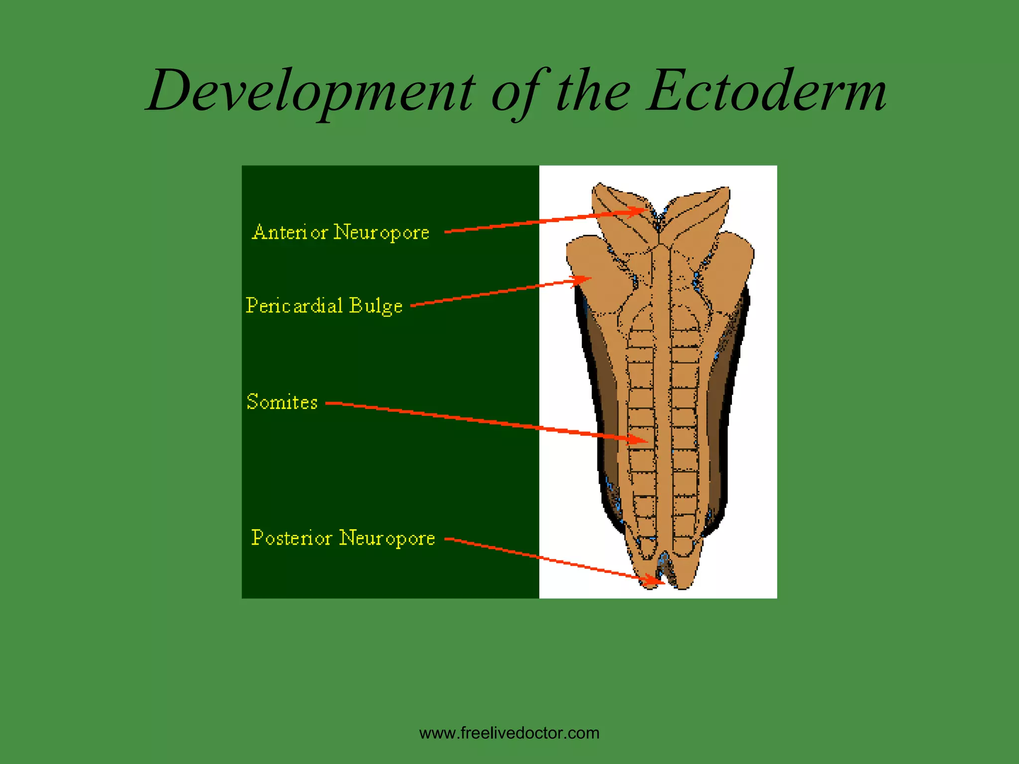 Development of the Ectoderm www.freelivedoctor.com 