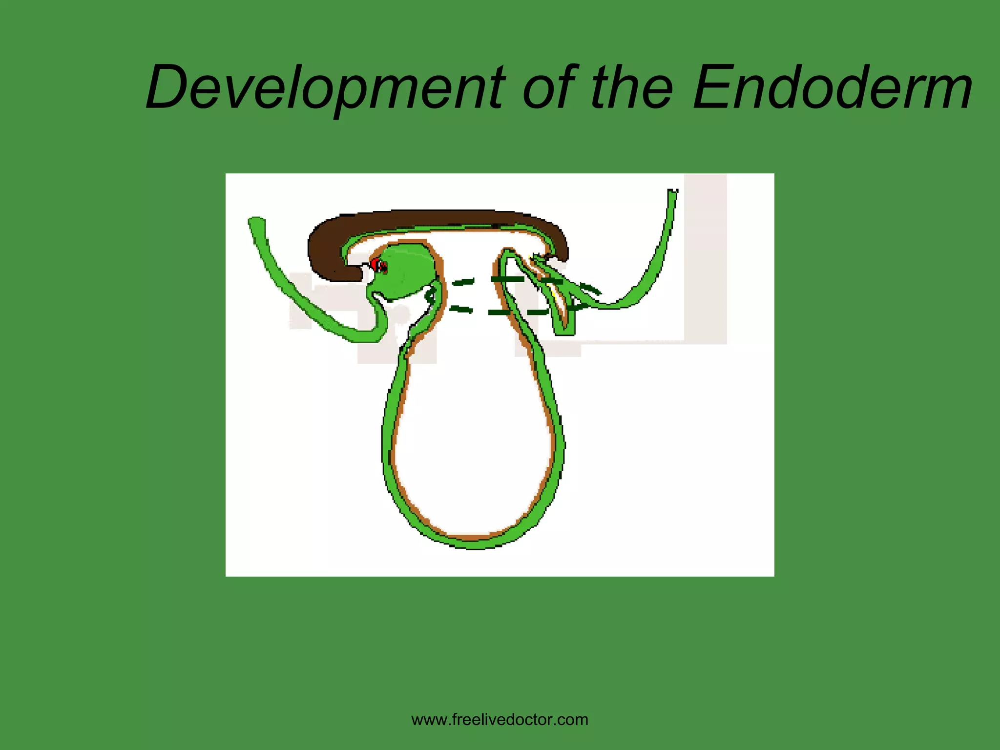 Development of the Endoderm www.freelivedoctor.com 