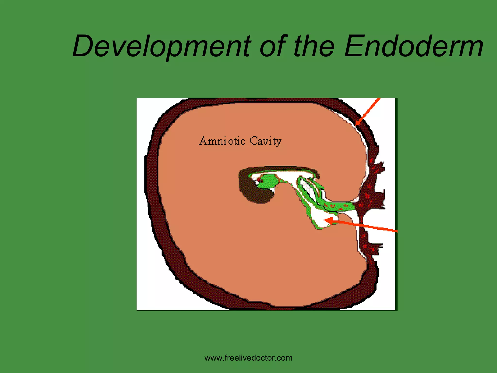 Development of the Endoderm www.freelivedoctor.com 