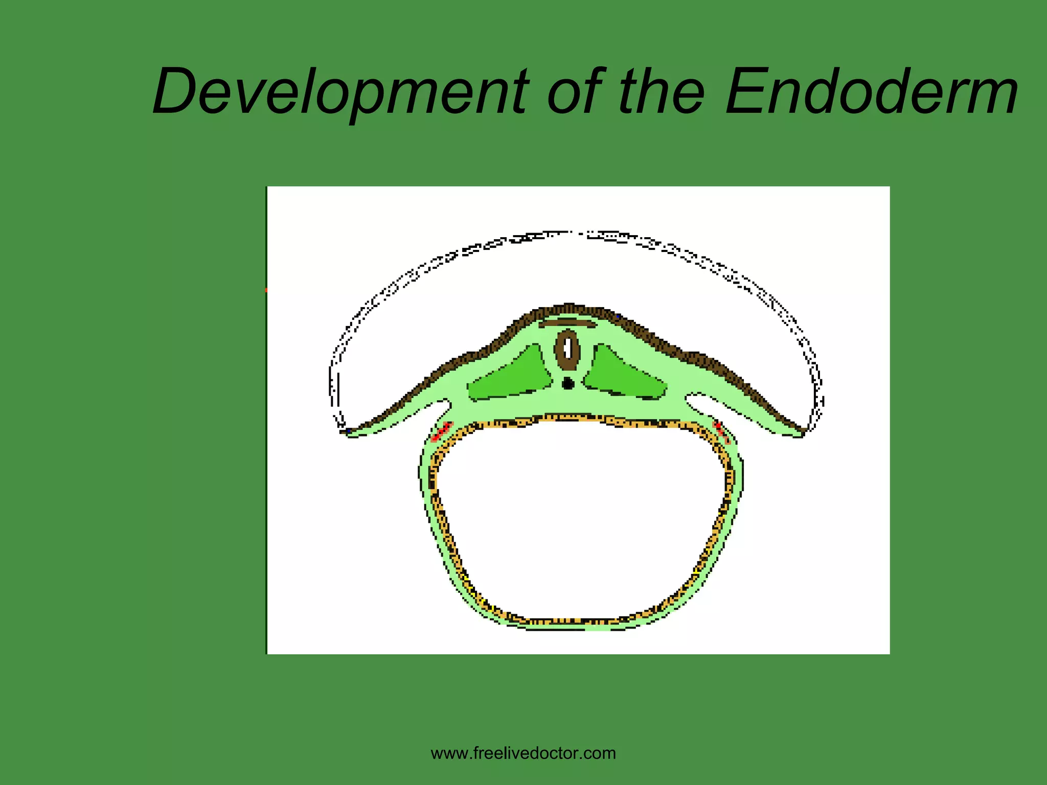 Development of the Endoderm www.freelivedoctor.com 