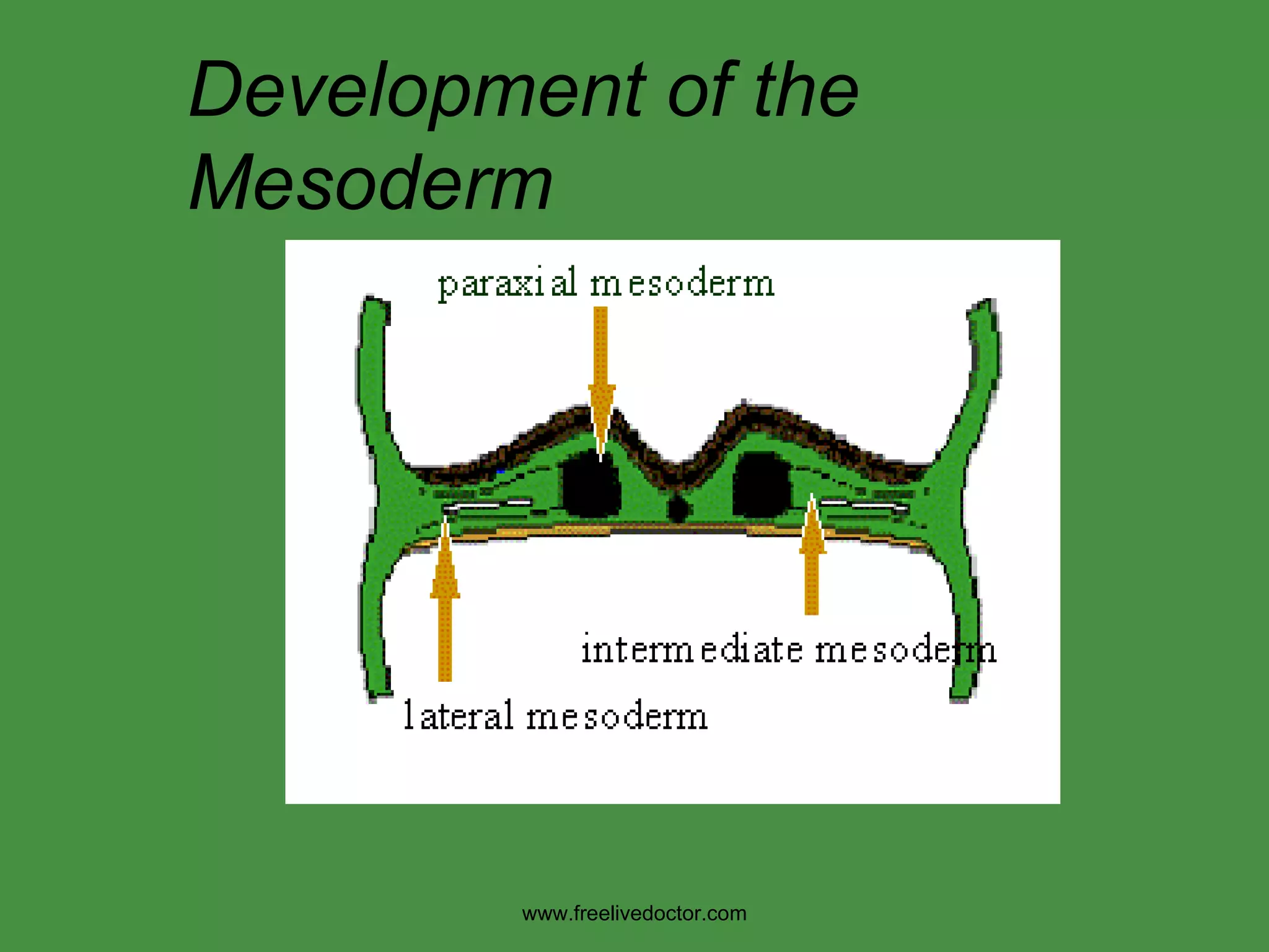 Development of the Mesoderm www.freelivedoctor.com 