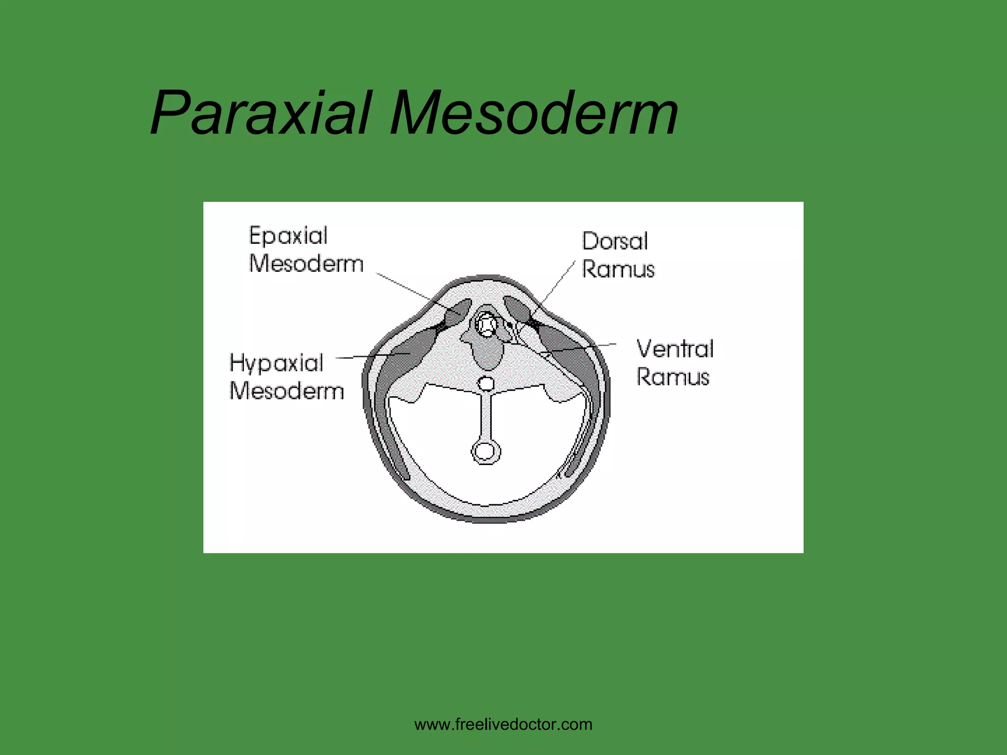 Paraxial Mesoderm www.freelivedoctor.com 
