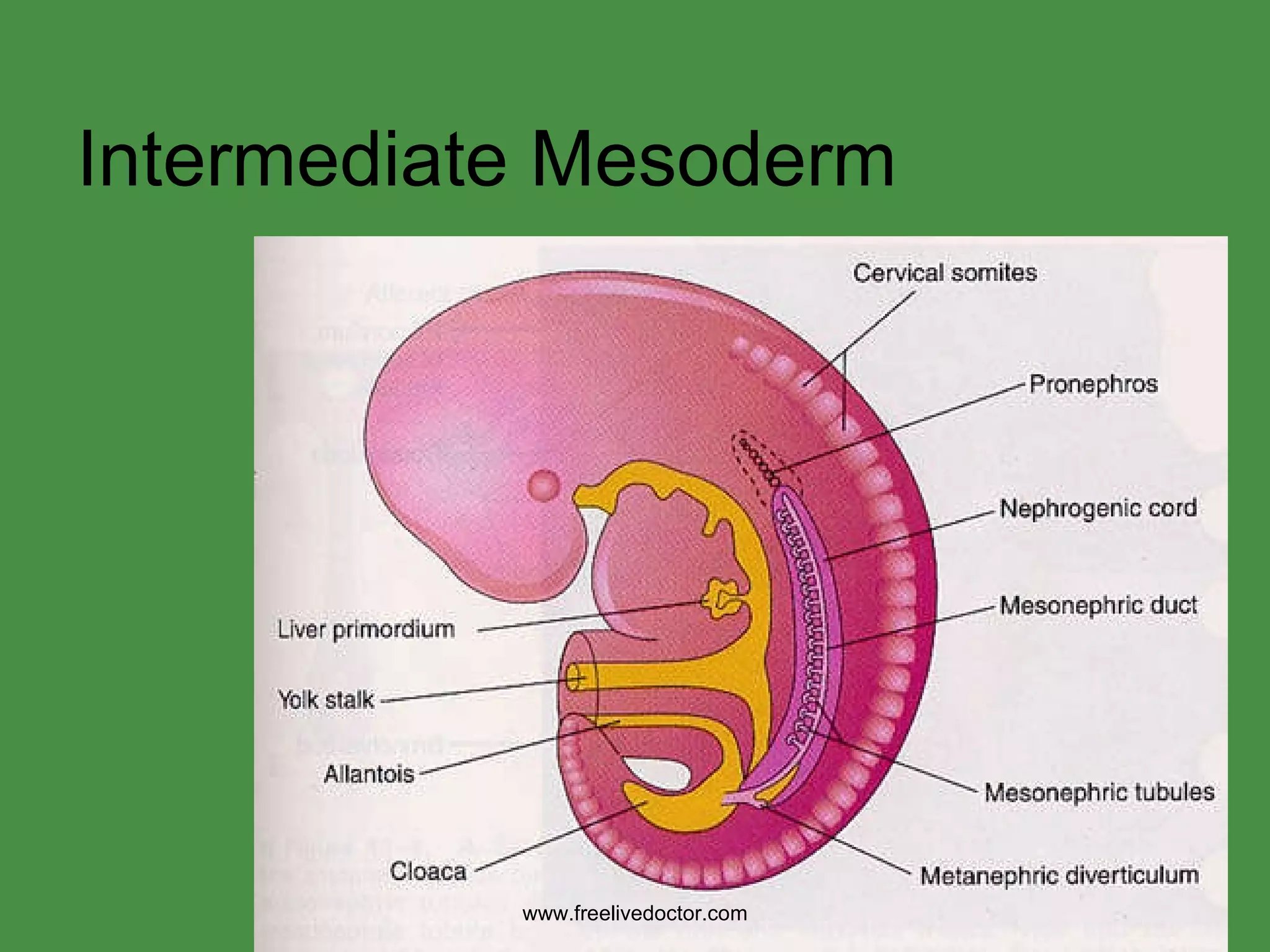 Intermediate Mesoderm www.freelivedoctor.com 