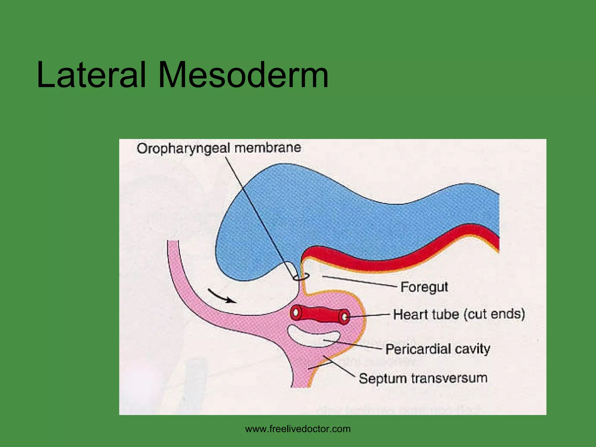 Lateral Mesoderm www.freelivedoctor.com 