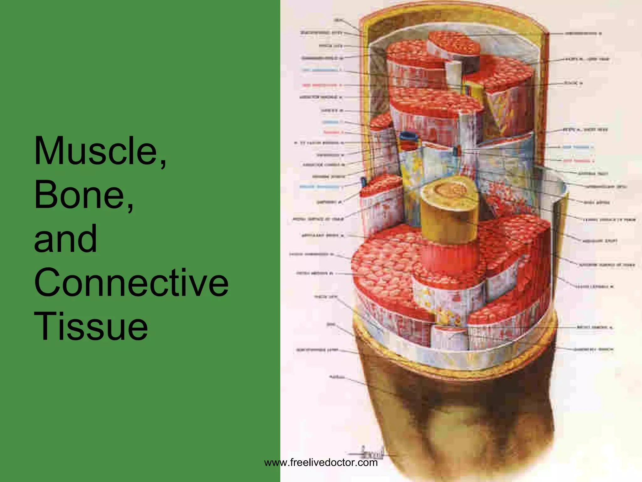 Muscle, Bone, and Connective Tissue www.freelivedoctor.com 