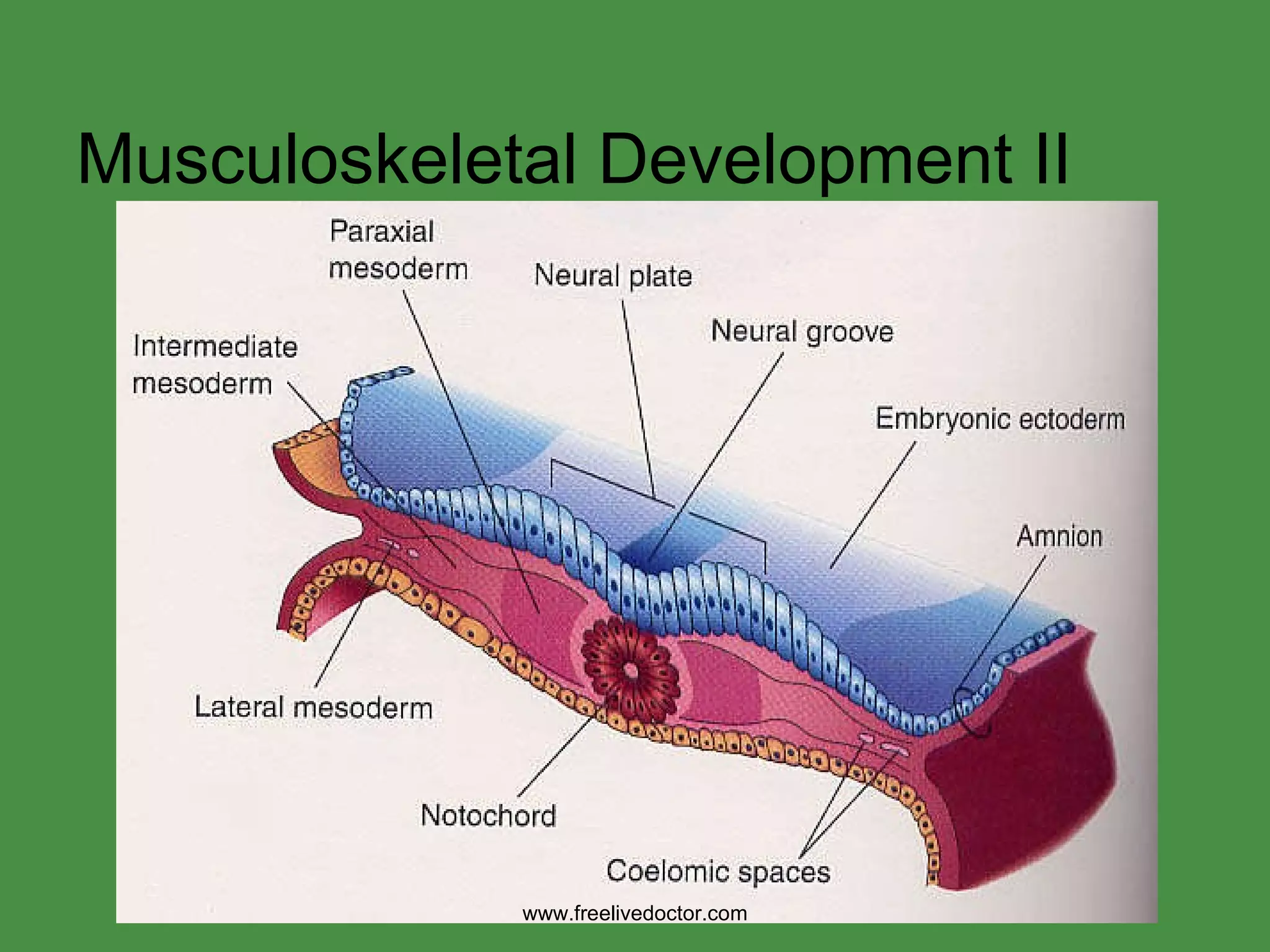 Musculoskeletal Development II www.freelivedoctor.com 