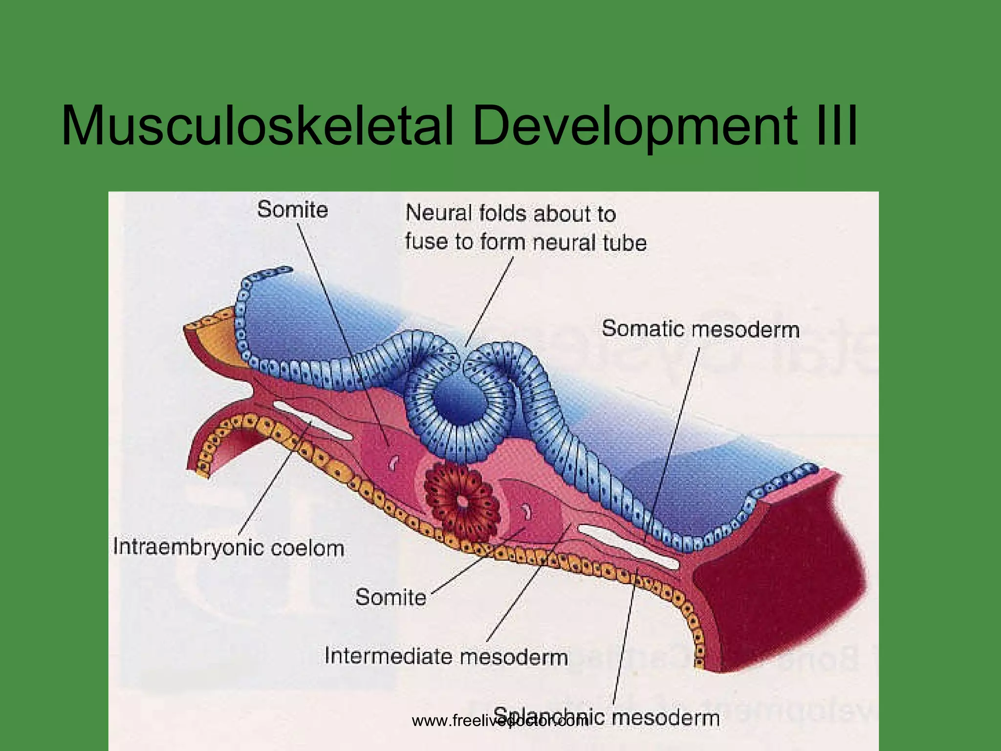 Musculoskeletal Development III www.freelivedoctor.com 
