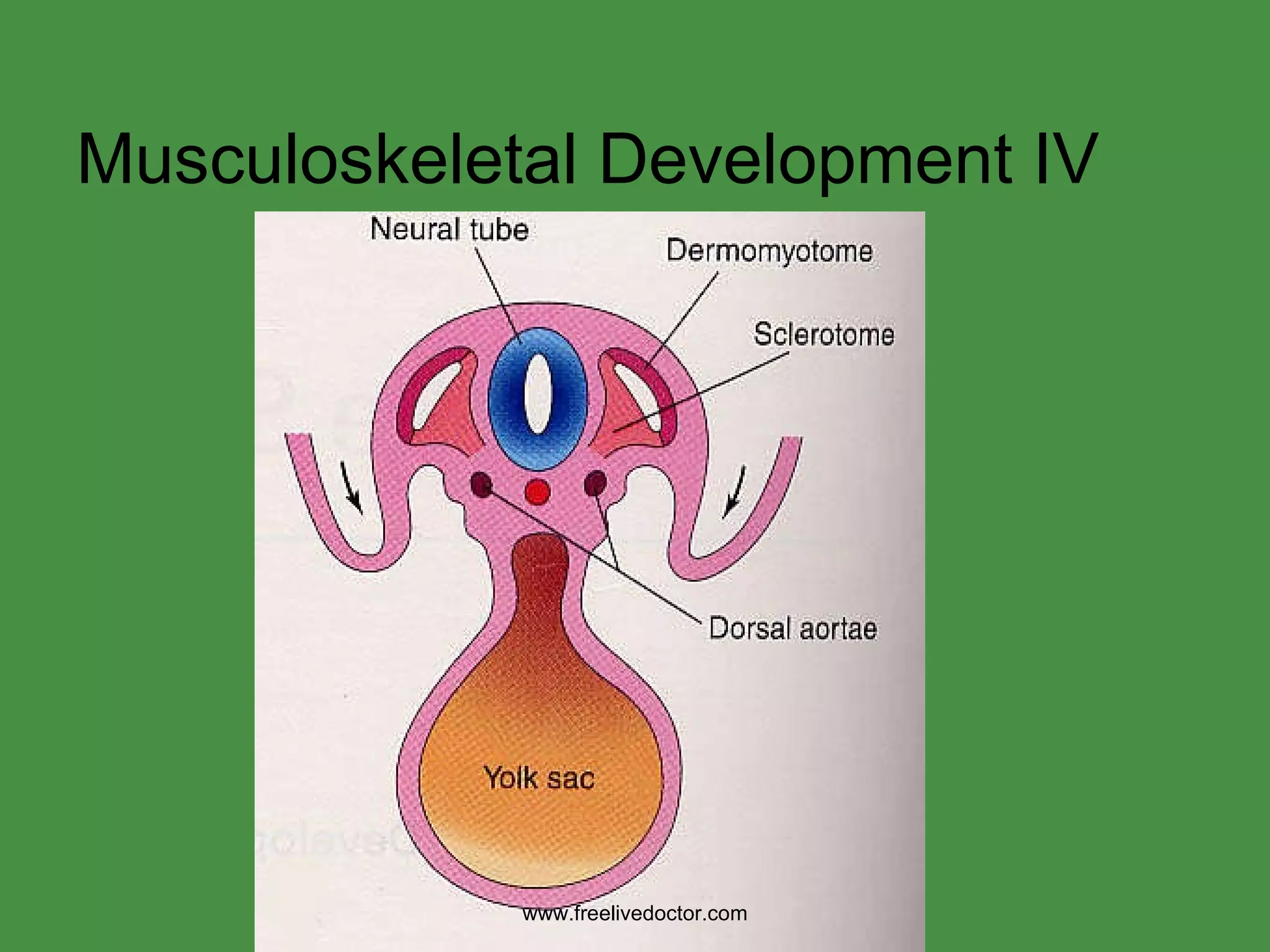 Musculoskeletal Development IV www.freelivedoctor.com 