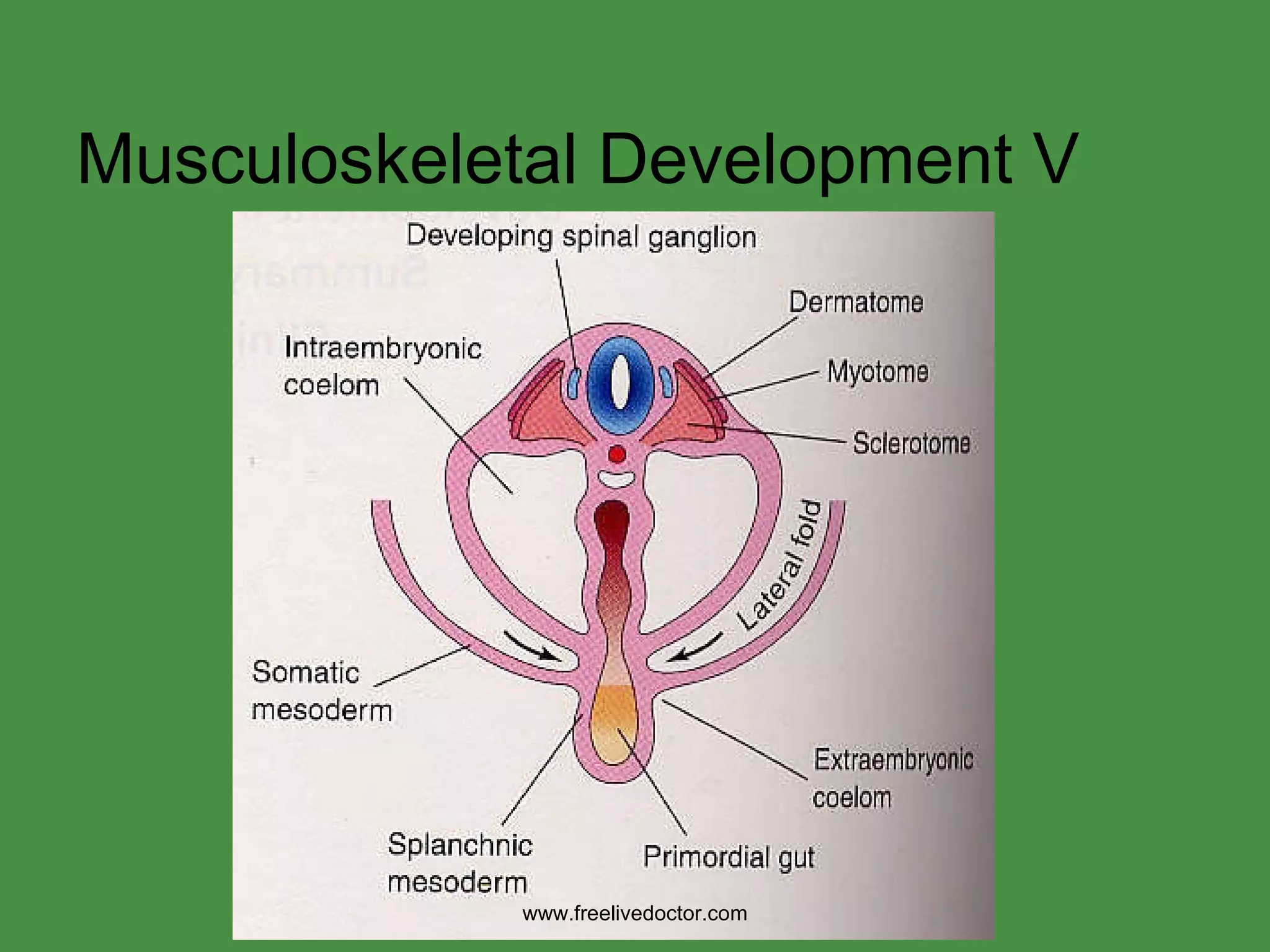Musculoskeletal Development V www.freelivedoctor.com 