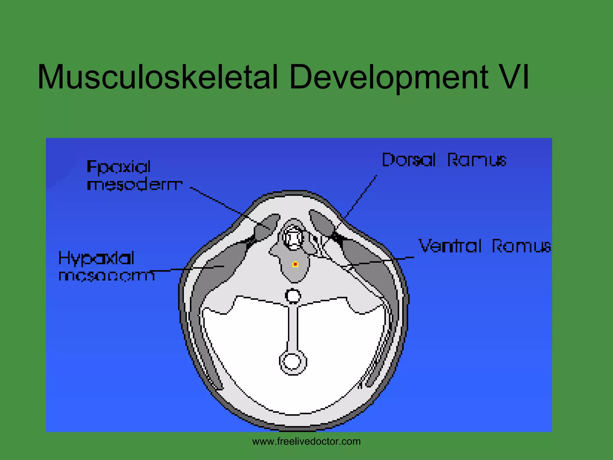 Musculoskeletal Development VI www.freelivedoctor.com 