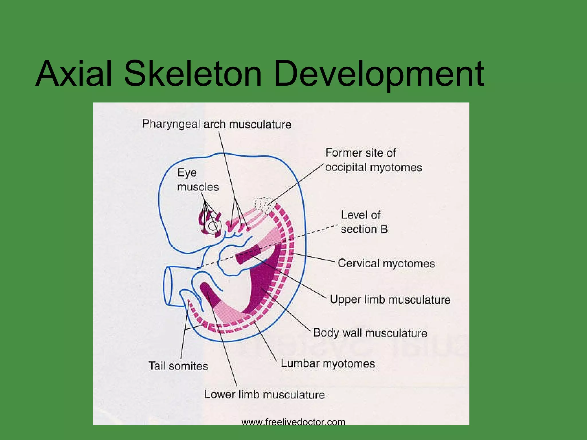 Axial Skeleton Development www.freelivedoctor.com 