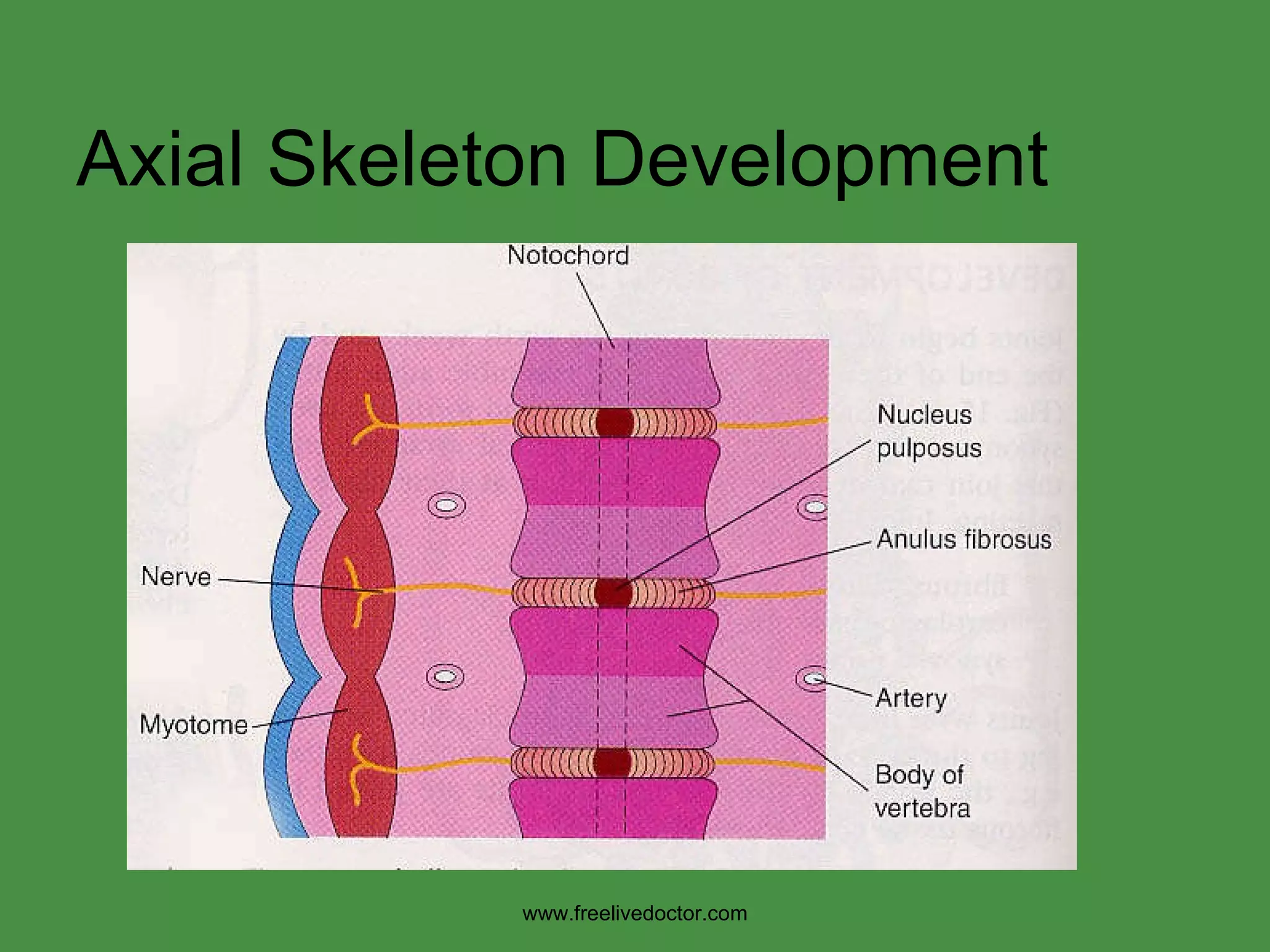 Axial Skeleton Development www.freelivedoctor.com 