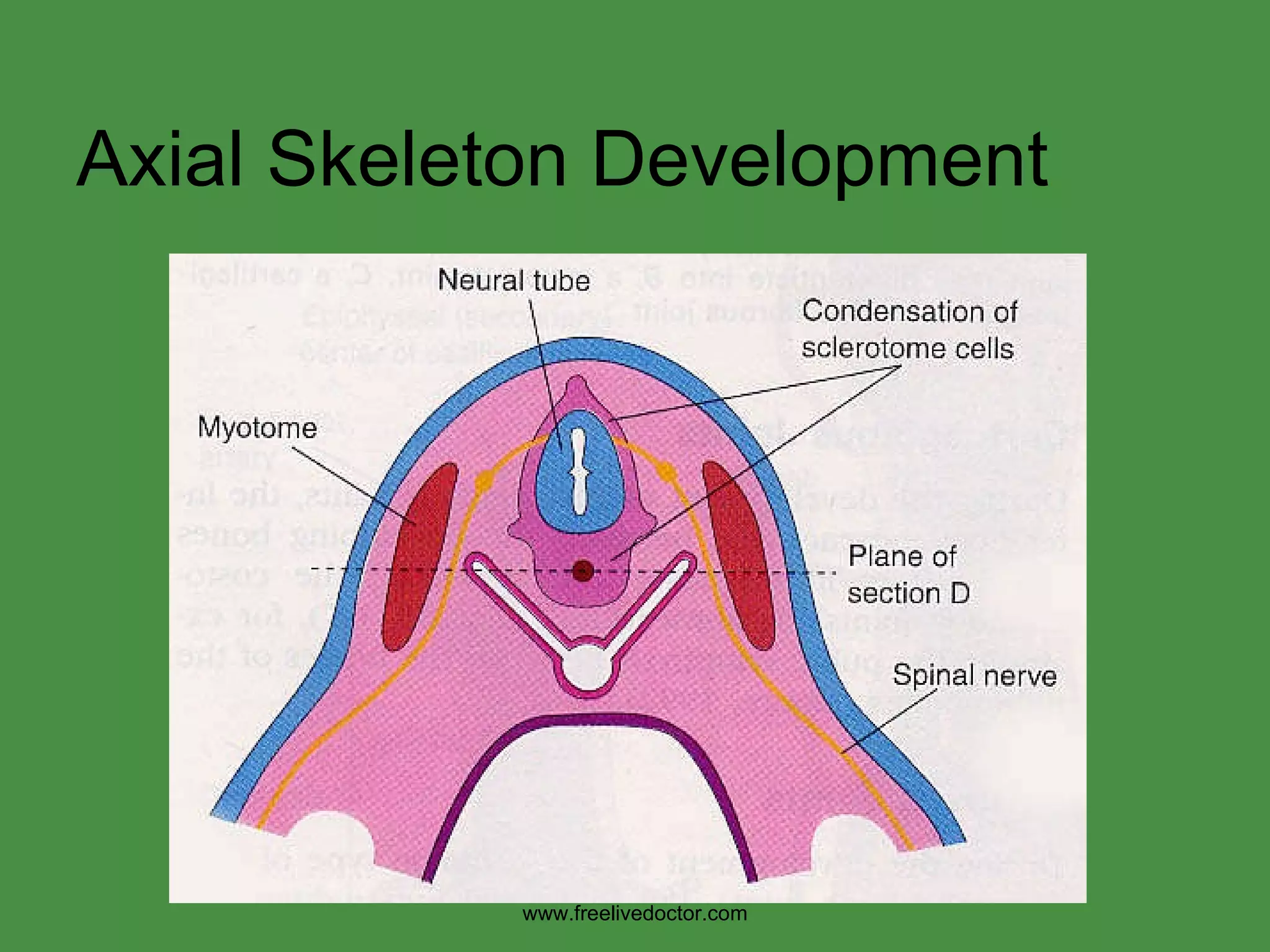 Axial Skeleton Development www.freelivedoctor.com 
