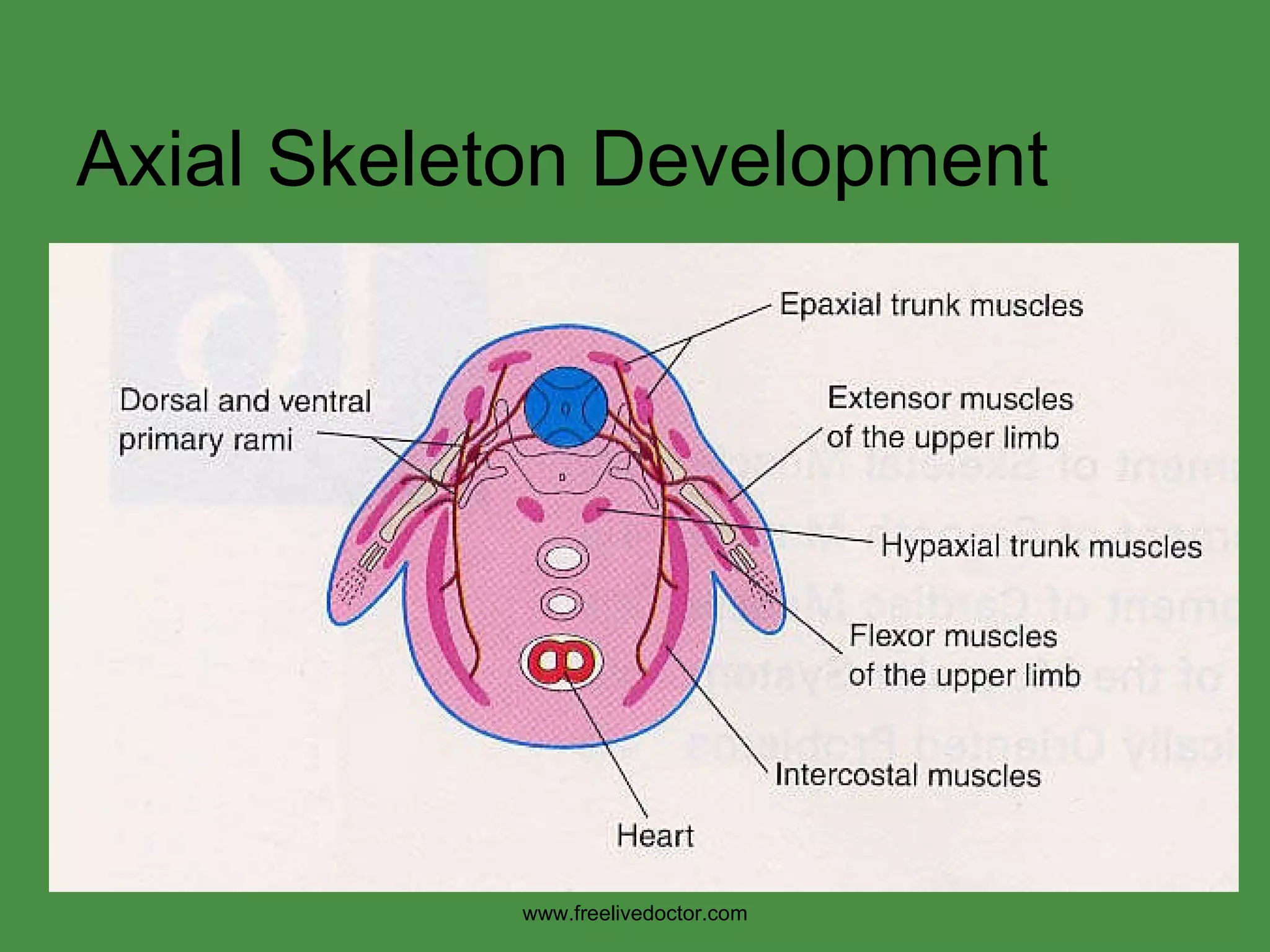 Axial Skeleton Development www.freelivedoctor.com 