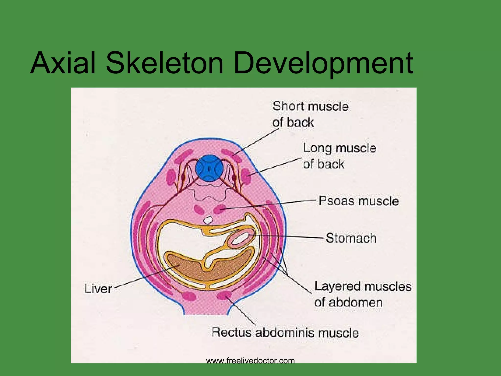 Axial Skeleton Development www.freelivedoctor.com 