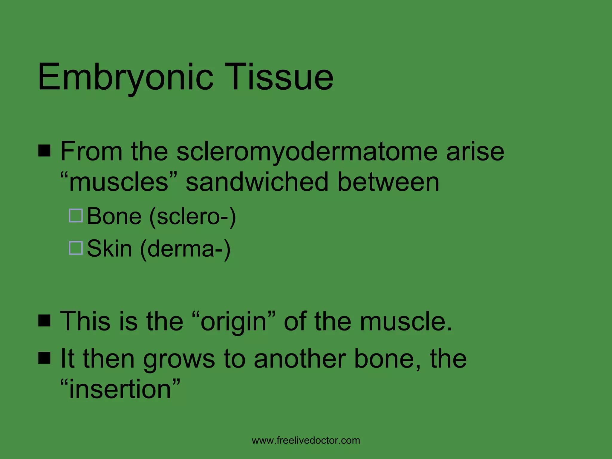 Embryonic Tissue From the scleromyodermatome arise “muscles” sandwiched between Bone (sclero-) Skin (derma-) This is the “origin” of the muscle. It then grows to another bone, the “insertion” www.freelivedoctor.com 