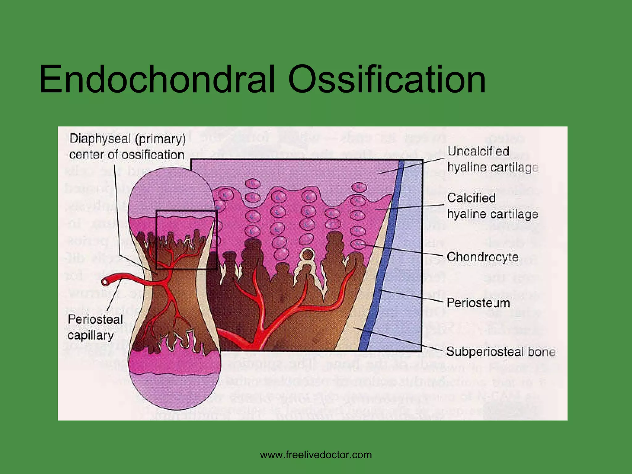 Endochondral Ossification www.freelivedoctor.com 
