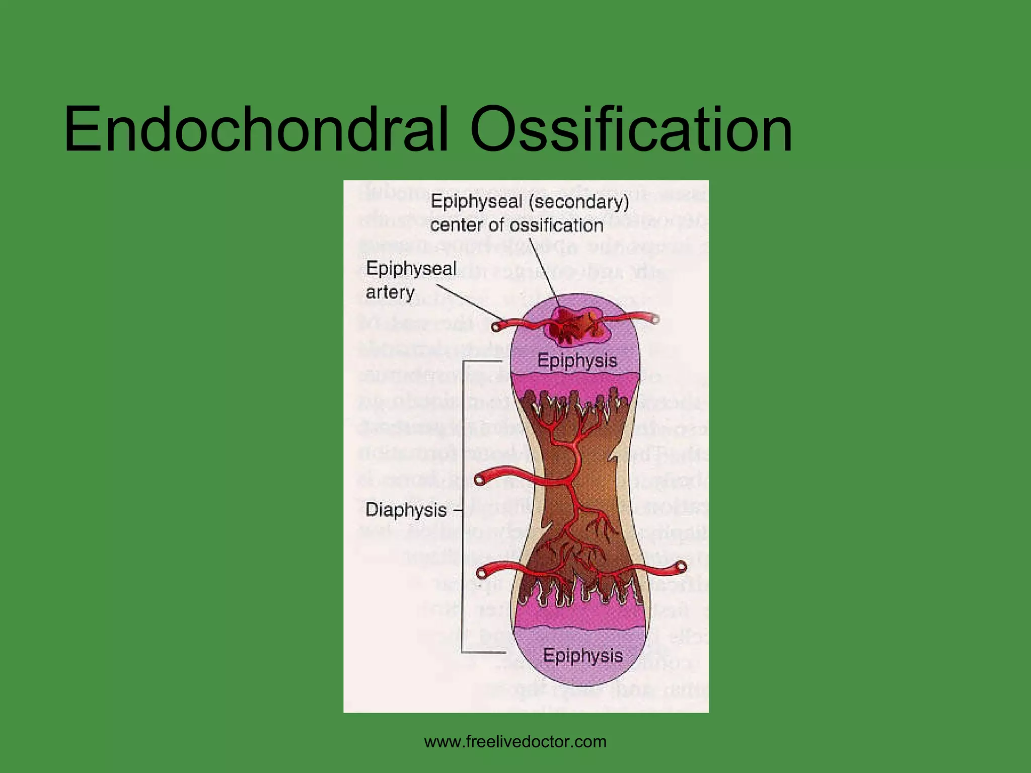 Endochondral Ossification www.freelivedoctor.com 