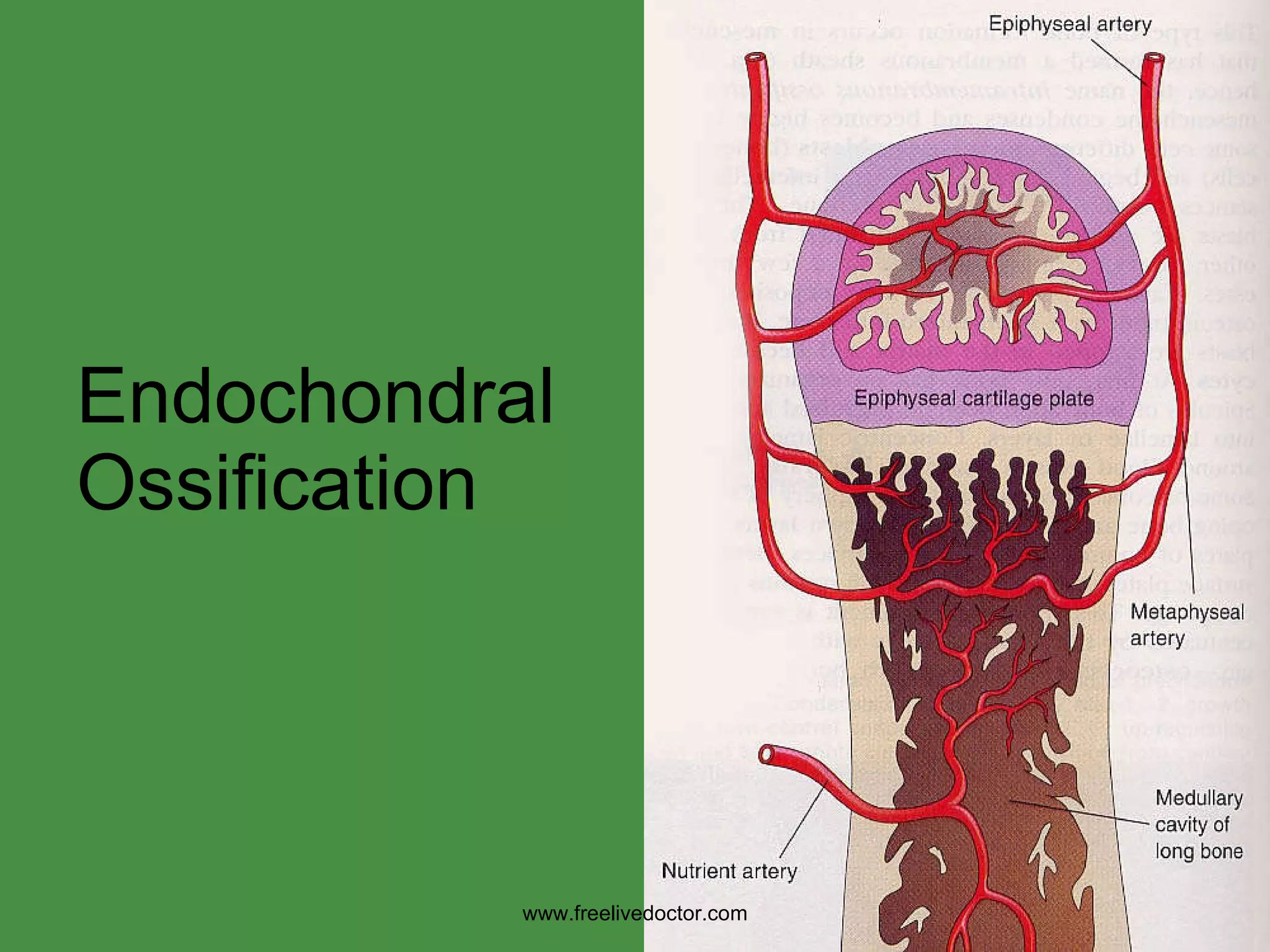 Endochondral Ossification www.freelivedoctor.com 