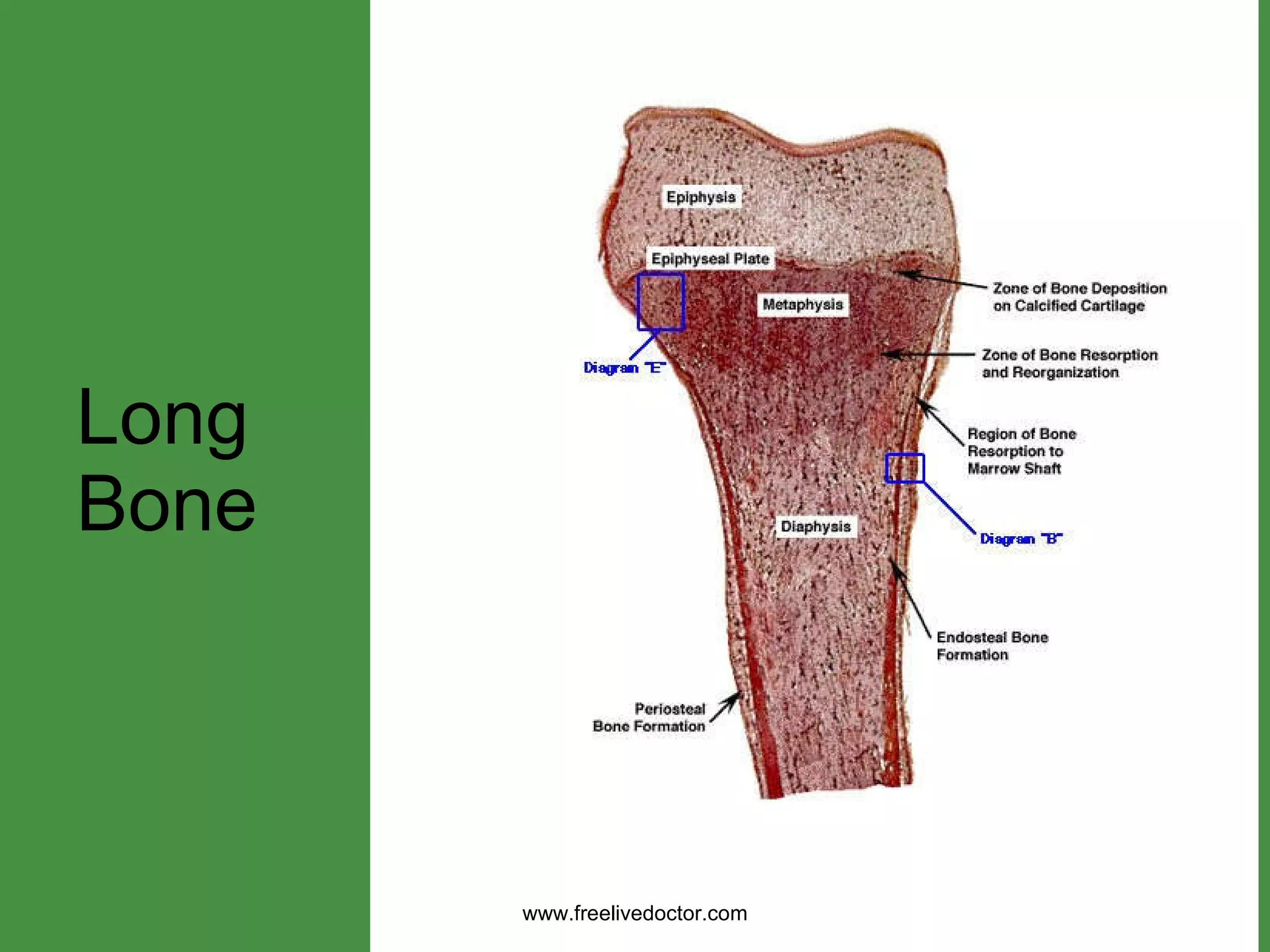 Long Bone www.freelivedoctor.com 