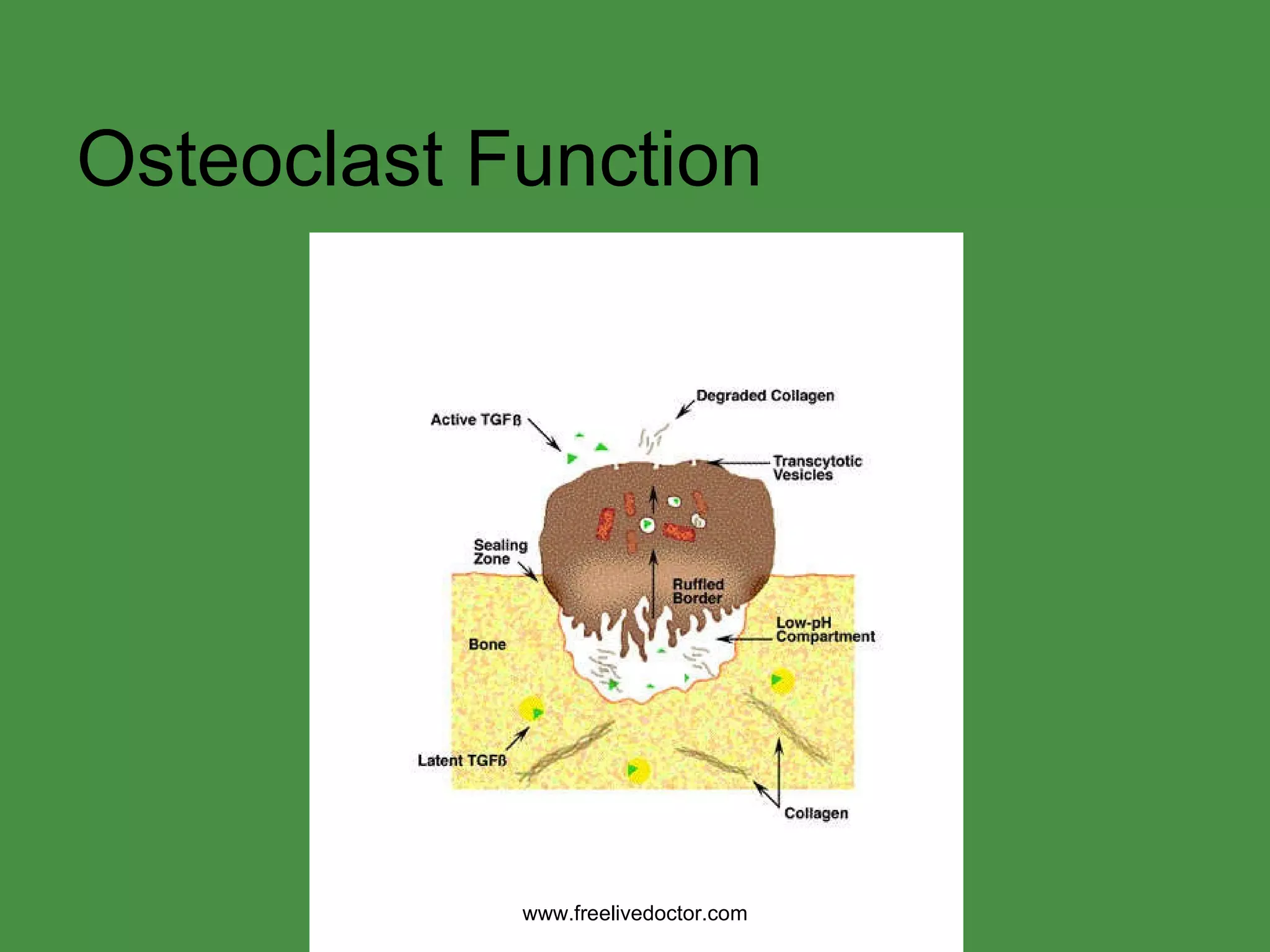 Osteoclast Function www.freelivedoctor.com 