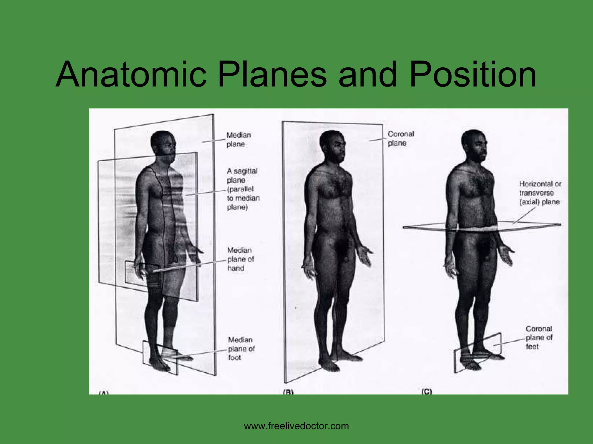 Anatomic Planes and Position www.freelivedoctor.com 
