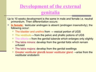 Development of the external genitalia <ul><li>Up to 10 weeks development is the same in male and female i . e .  neutral p...