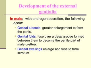 Development of the external genitalia <ul><li>In male :   with androgen secretion, the following occur : </li></ul><ul><ul...
