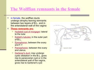 The Wolffian remnants in the female <ul><li>in female,  the wolffian ducts undergo atrophy leaving remnants between two la...