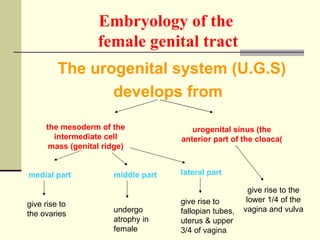 Embryology of the   female genital tract <ul><li>The urogenital system (U.G.S)  </li></ul><ul><li>develops from </li></ul>...