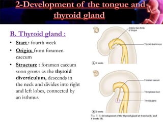 .
B. Thyroid gland :
• Start : fourth week
• Origin: from foramen
caecum
• Structure : foramen caecum
soon grows as the thyroid
diverticulum, descends in
the neck and divides into right
and left lobes, connected by
an isthmus
 