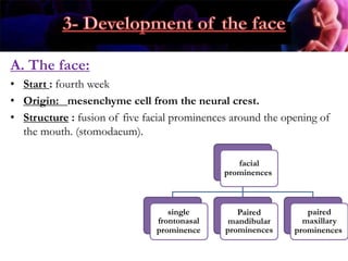 A. The face:
• Start : fourth week
• Origin: mesenchyme cell from the neural crest.
• Structure : fusion of five facial prominences around the opening of
the mouth. (stomodaeum).
facial
prominences
single
frontonasal
prominence
Paired
mandibular
prominences
paired
maxillary
prominences
 