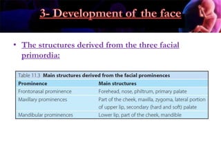 • The structures derived from the three facial
primordia:
 