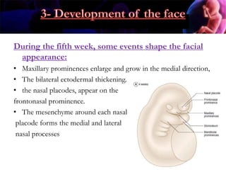 During the fifth week, some events shape the facial
appearance:
• Maxillary prominences enlarge and grow in the medial direction,
• The bilateral ectodermal thickening.
• the nasal placodes, appear on the
frontonasal prominence.
• The mesenchyme around each nasal
placode forms the medial and lateral
nasal processes
 