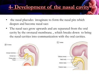 .
• the nasal placodes invaginate to form the nasal pits which
deepen and become nasal sacs
• The nasal sacs grow upwards and are separated from the oral
cavity by the oronasal membrane. , which breaks down to bring
the nasal cavities into communication with the oral cavities.
 