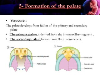 • Strucure :
The palate develops from fusion of the primary and secondary
palate
• The primary palate is derived from the intermaxillary segment .
• The secondary palate formed maxillary prominences.
 
