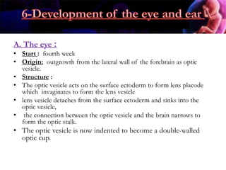 A. The eye :
• Start : fourth week
• Origin: outgrowth from the lateral wall of the forebrain as optic
vesicle.
• Structure :
• The optic vesicle acts on the surface ectoderm to form lens placode
which invaginates to form the lens vesicle
• lens vesicle detaches from the surface ectoderm and sinks into the
optic vesicle,
• the connection between the optic vesicle and the brain narrows to
form the optic stalk.
• The optic vesicle is now indented to become a double-walled
optic cup.
 
