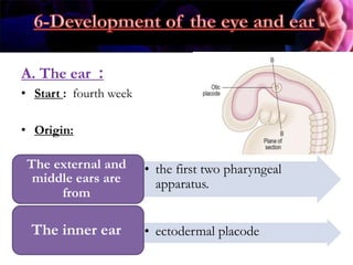 A. The ear :
• Start : fourth week
• Origin:
• the first two pharyngeal
apparatus.
The external and
middle ears are
from
• ectodermal placodeThe inner ear
 